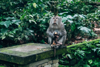 Macaque with baby in monkey forest sanctuary in ubud, bali