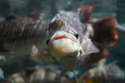 Close-up of fish swimming in sea