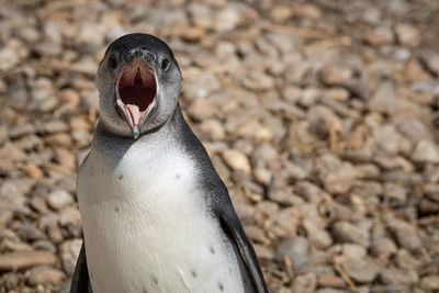 Close up of a bird