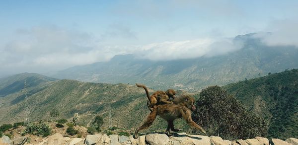 Baboon with infant walking on stone wall