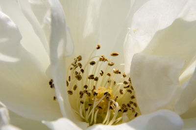 Extreme close-up of flower