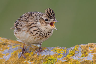 Close-up of skylark perching on retaining wall