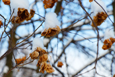 Close-up of dry leaves on tree during winter