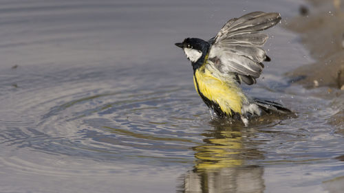 Close-up of great tit in lake