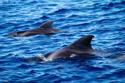 Close-up of whale swimming in sea