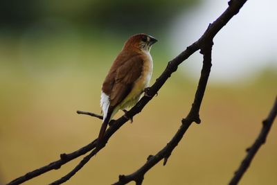 Low angle view of bird perching on branch