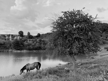 View of a horse on field