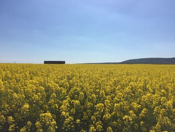 Sunflower field against cloudy sky