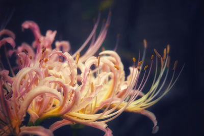 Close-up of flowering plant against sea