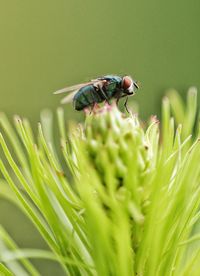 Close-up of housefly on plant