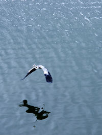 Bird flying over lake