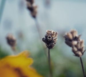 Close-up of wilted flower against blurred background