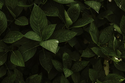 Green leaves background