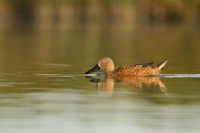 Close-up of duck in the  water