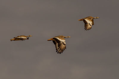 Low angle view of birds flying in the sky