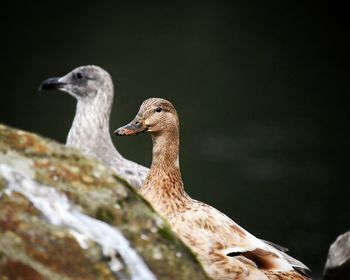 Close-up of bird against lake