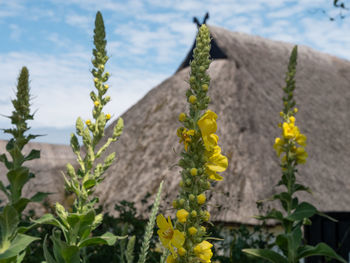 Close-up of yellow flowering plants on field