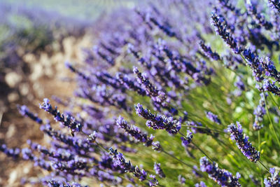 Close-up of purple flowering plants on field