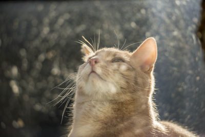Close-up of a cat looking up