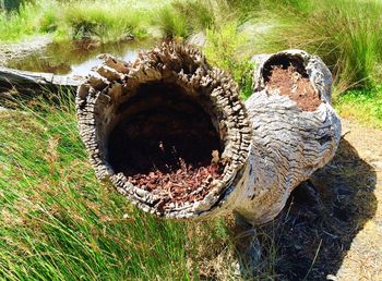 Close-up of grass in field