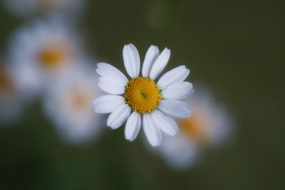 Close-up of white flower blooming outdoors