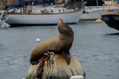 Sea lion in a harbor
