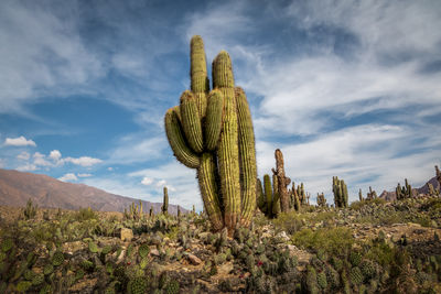 Low angle view of plants on mountain against sky