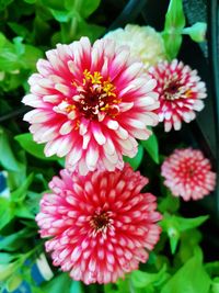 Close-up of pink flowers