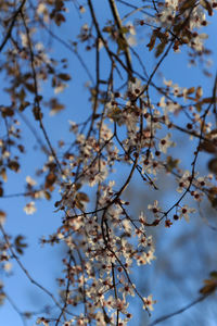 Low angle view of cherry blossom against blue sky