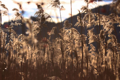 Close-up of stalks in field