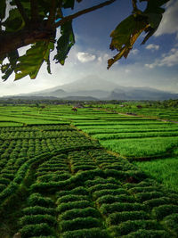 Scenic view of agricultural field against sky