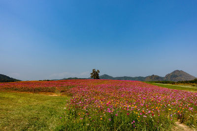 Flowers growing on field against clear blue sky