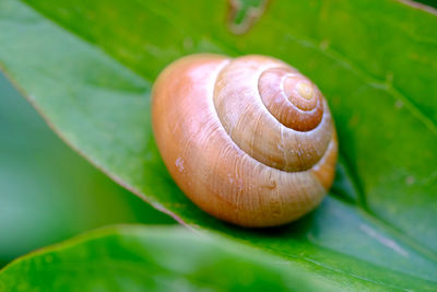Macro shot of snail on leaf