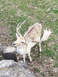 High angle view of deer standing on field