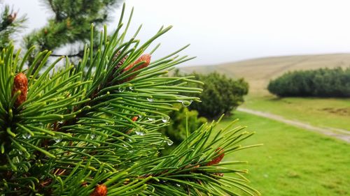 Close-up of pine tree against sky