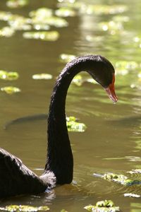 View of an animal in pond