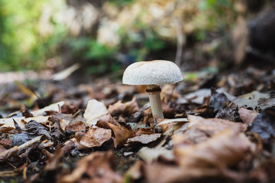 Close-up of mushroom growing on field