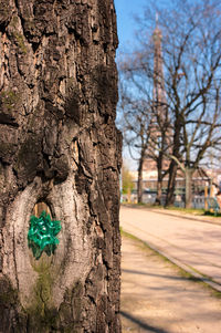Close-up of tree trunk