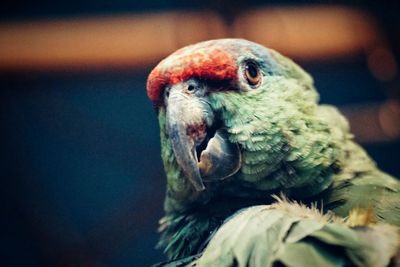 Close-up of parrot