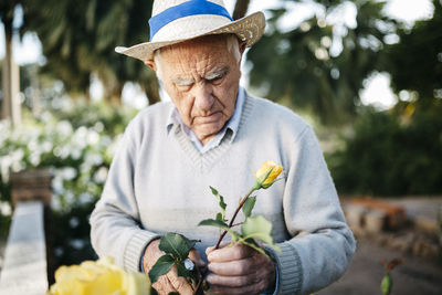 Senior man cutting rose in the garden