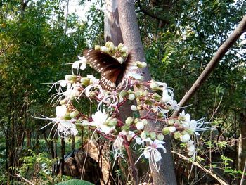 Plant growing on tree trunk