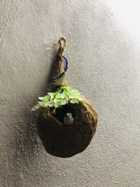 Close-up of potted plant against wall