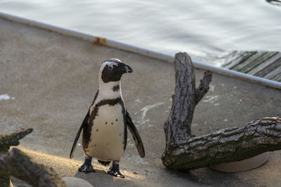 Close-up of birds perching on railing