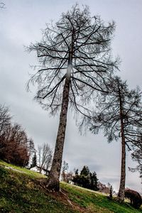 Bare tree on field against sky