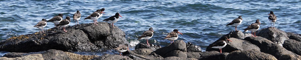 Panoramic view of birds perching on rock