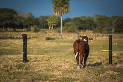 Horse standing in a field