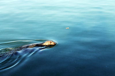 Close-up of turtle swimming in sea