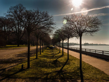 Trees in park against sky