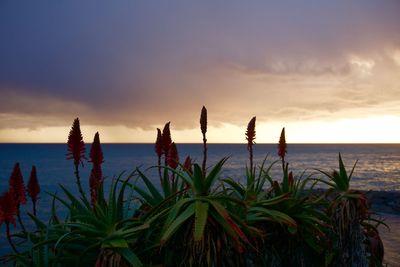 Plants by sea against sky during sunset