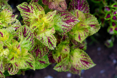 Close-up of purple flowering plant